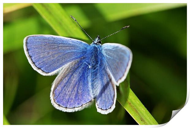 Elegant Blue Butterfly Print by Roger Mechan
