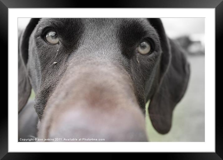Just being nosey Framed Mounted Print by zoe jenkins