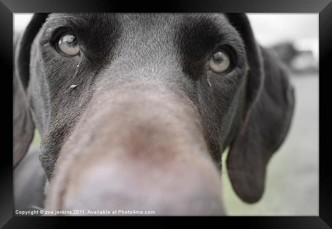 Just being nosey Framed Print by zoe jenkins