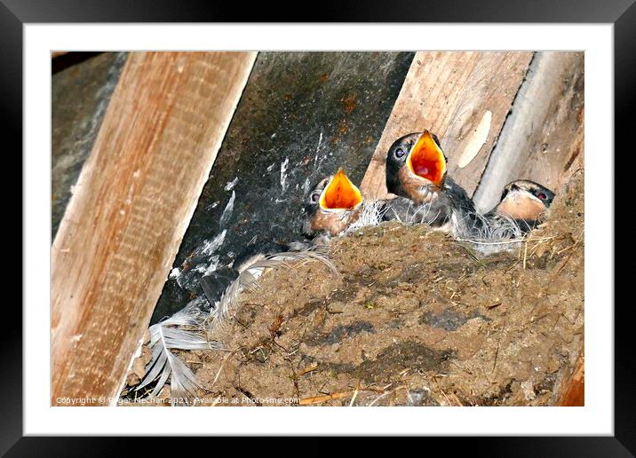 Hungry Swallows in a Rustic Mud Nest Framed Mounted Print by Roger Mechan
