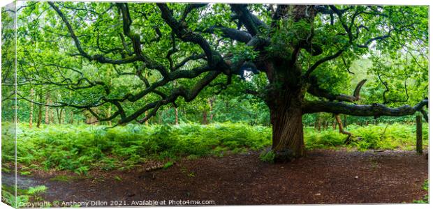 Old but Majestic Tree Canvas Print by Anthony Dillon