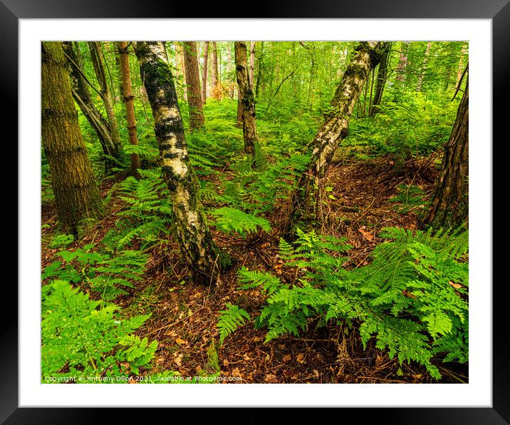 Birch Trees In Woodland.  Framed Mounted Print by Anthony Dillon