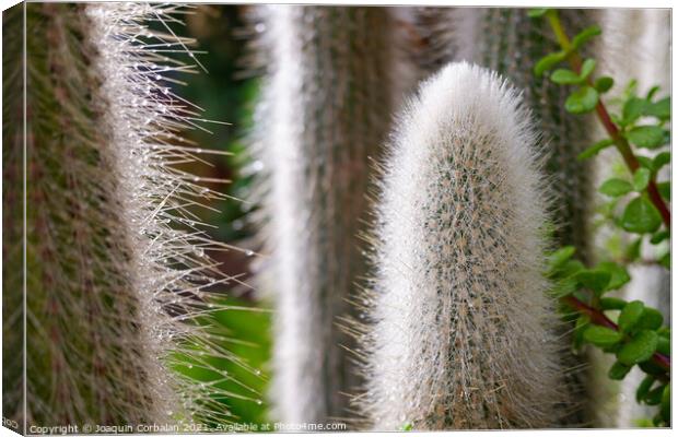 Spikes of a white cactus with raindrops in the fall. Canvas Print by Joaquin Corbalan