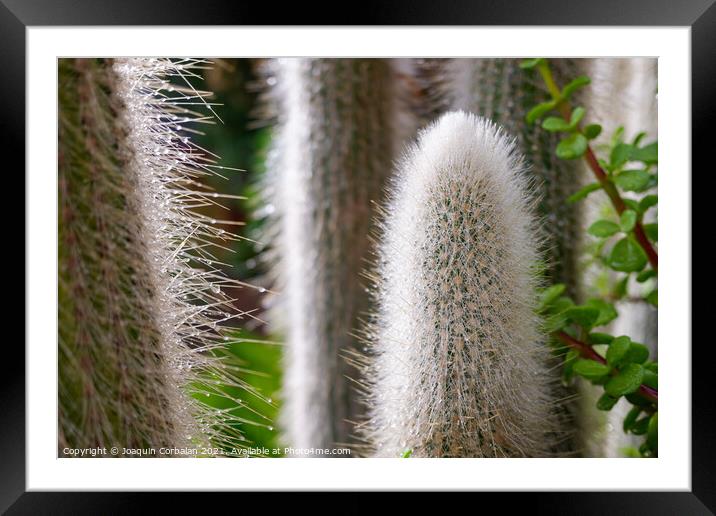 Spikes of a white cactus with raindrops in the fall. Framed Mounted Print by Joaquin Corbalan