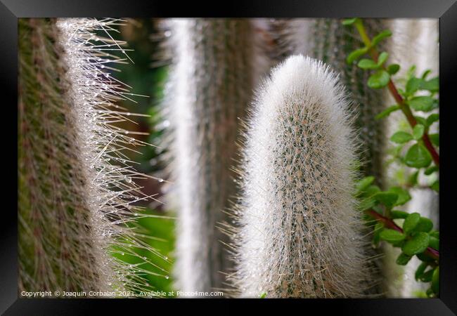 Spikes of a white cactus with raindrops in the fall. Framed Print by Joaquin Corbalan