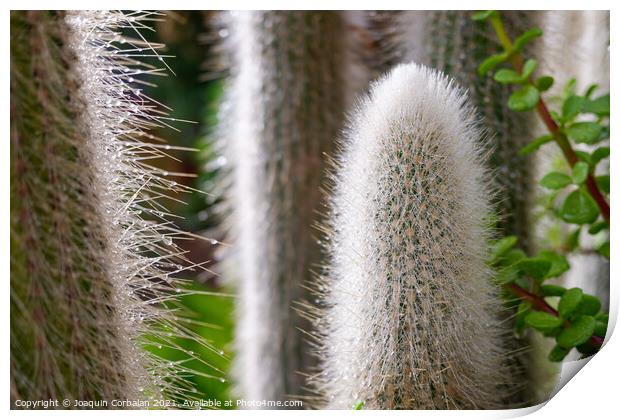 Spikes of a white cactus with raindrops in the fall. Print by Joaquin Corbalan