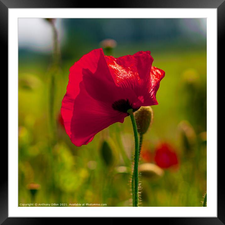 Poppy In Flanders Framed Mounted Print by Anthony Dillon
