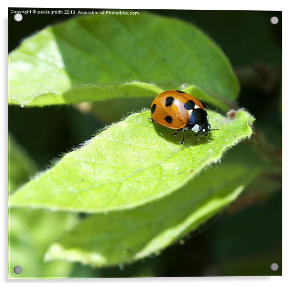 Ladybug Acrylic by paula smith