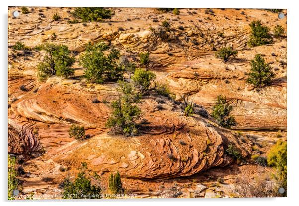 Rock Patterns Near Shoe Arch Canyonlands Needles Utah Acrylic by William Perry