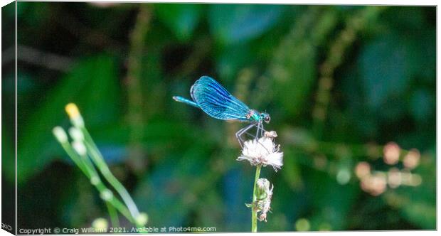 Banded Damoselle Damselfly Canvas Print by Craig Williams
