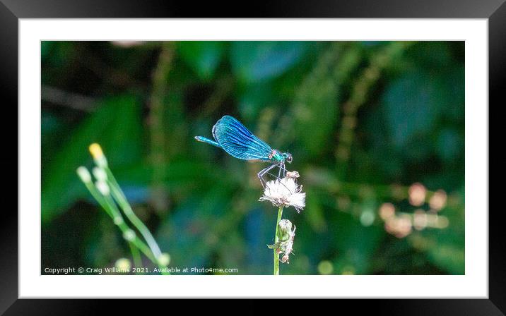 Banded Damoselle Damselfly Framed Mounted Print by Craig Williams