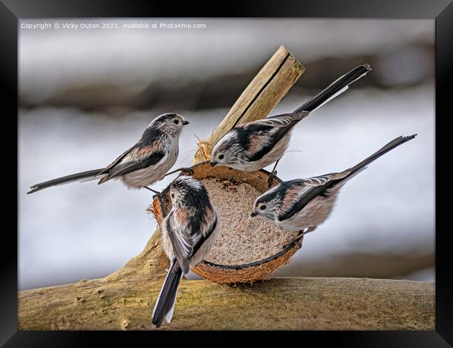 Long tailed tit's on a coconut  Framed Print by Vicky Outen