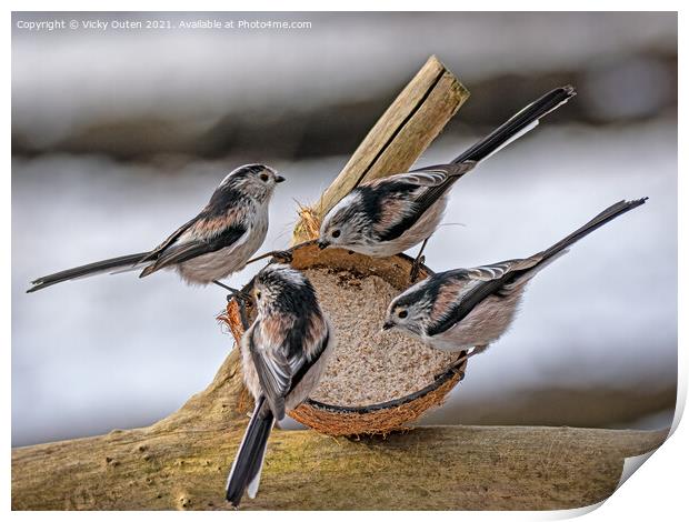 Long tailed tit's on a coconut  Print by Vicky Outen
