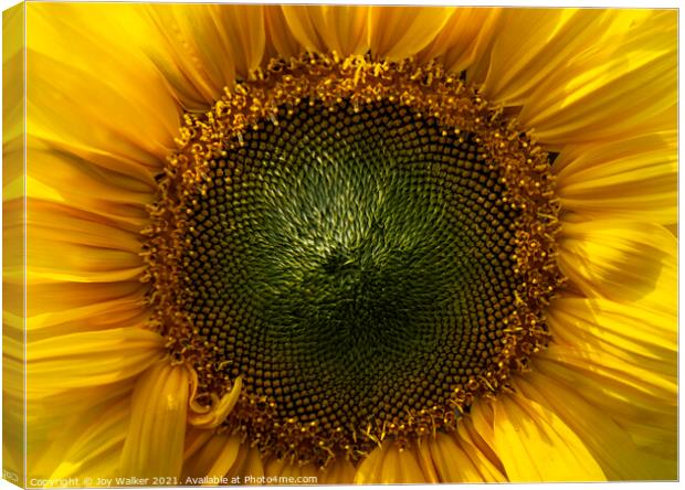 A close-up of a sunflower face Canvas Print by Joy Walker