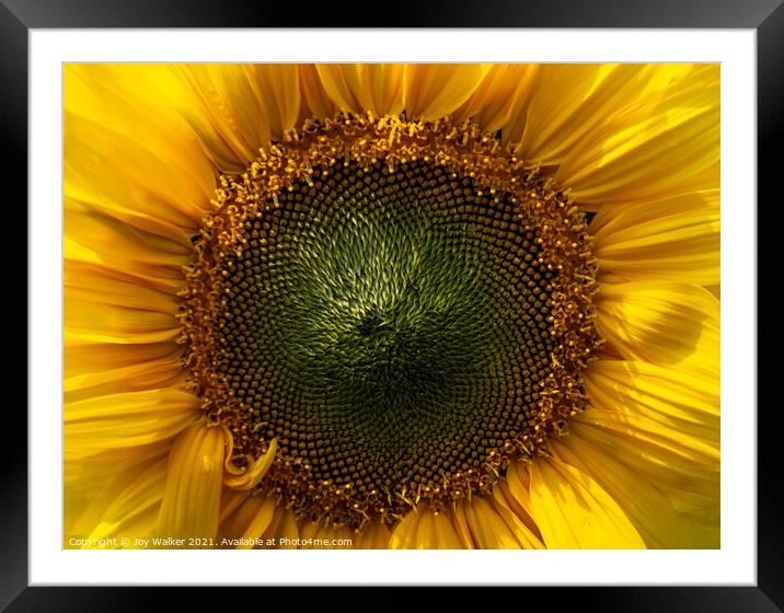 A close-up of a sunflower face Framed Mounted Print by Joy Walker