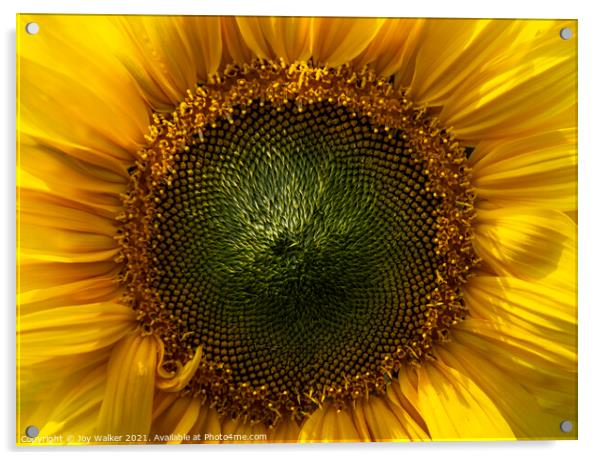 A close-up of a sunflower face Acrylic by Joy Walker