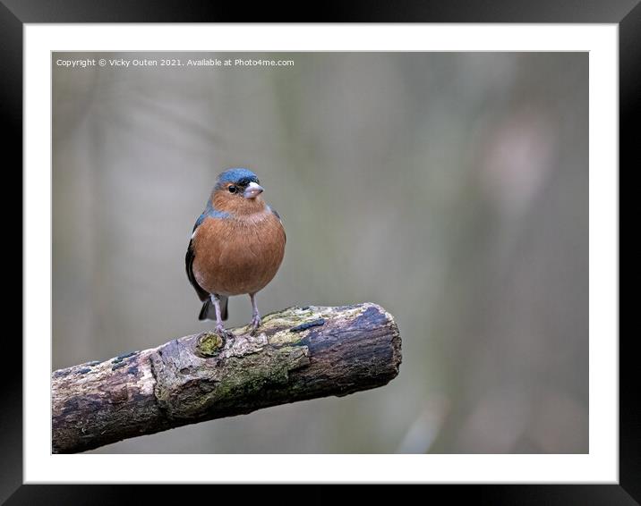 A male chaffinch perched on a tree branch Framed Mounted Print by Vicky Outen