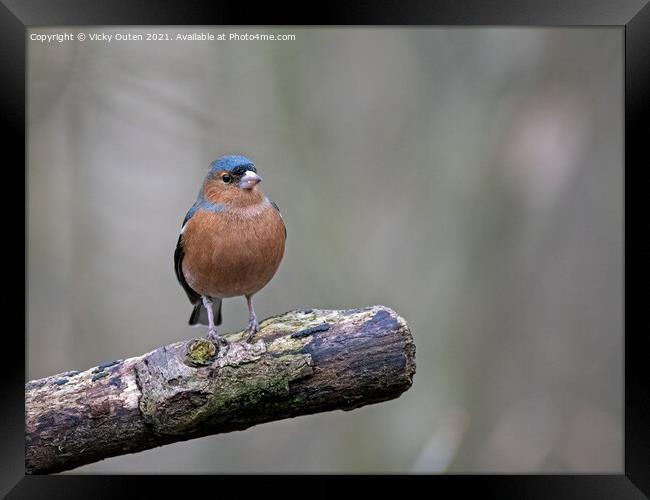 A male chaffinch perched on a tree branch Framed Print by Vicky Outen
