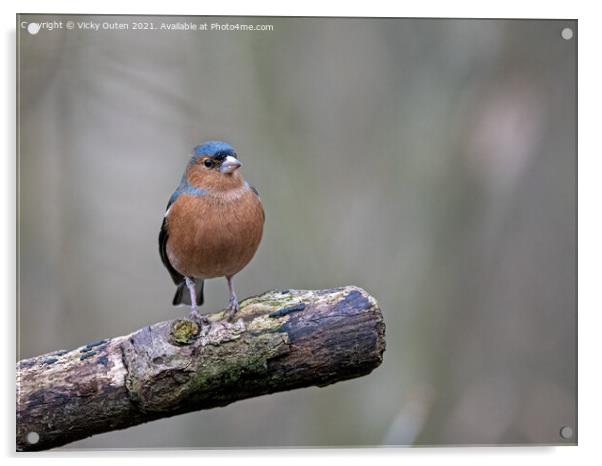 A male chaffinch perched on a tree branch Acrylic by Vicky Outen