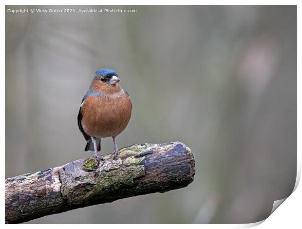 A male chaffinch perched on a tree branch Print by Vicky Outen