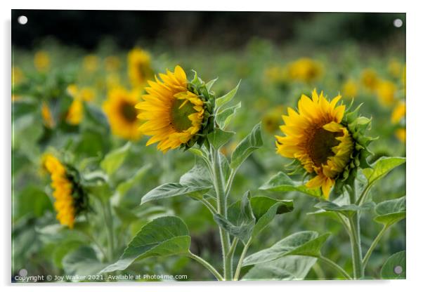 Three sunflowers Acrylic by Joy Walker