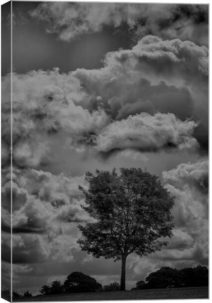 Mono Tree with stormy skies behind  Canvas Print by Glen Allen