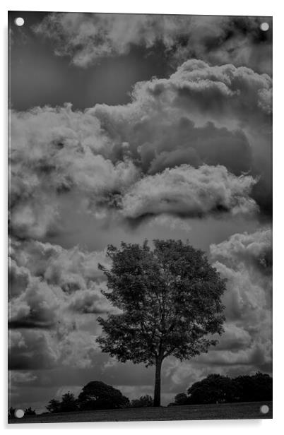 Mono Tree with stormy skies behind  Acrylic by Glen Allen