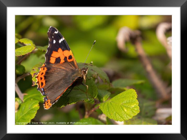 Red Admiral Butterfly Framed Mounted Print by David O'Brien