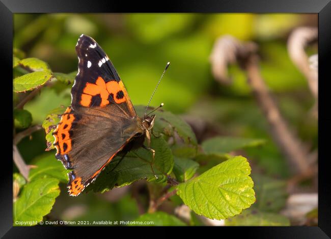 Red Admiral Butterfly Framed Print by David O'Brien