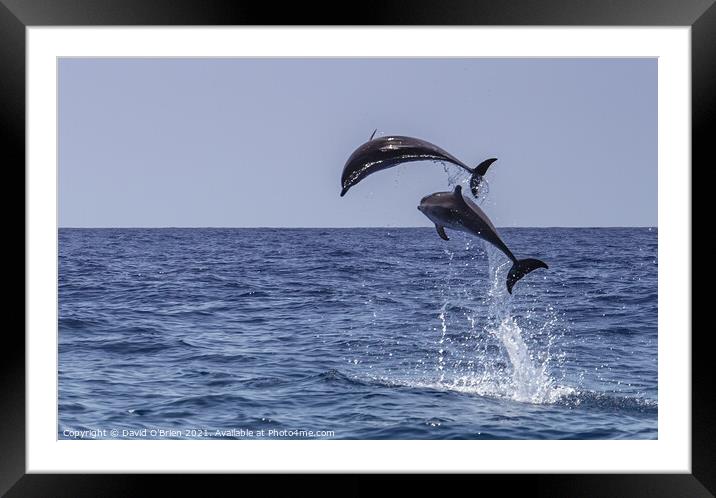 Happy Dolphins Framed Mounted Print by David O'Brien