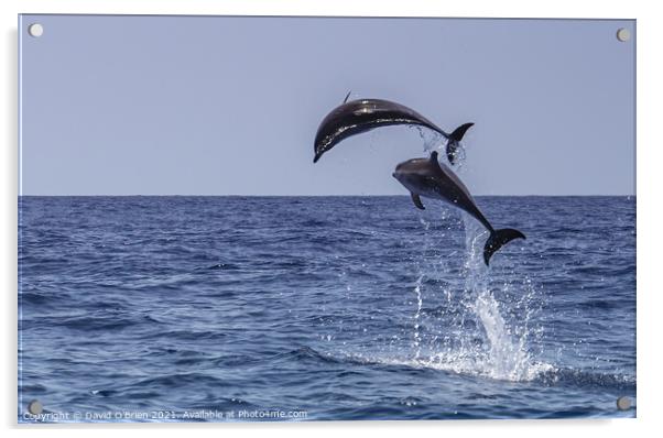 Happy Dolphins Acrylic by David O'Brien