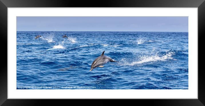 Dolphins playing and leaping in the surf Framed Mounted Print by David O'Brien