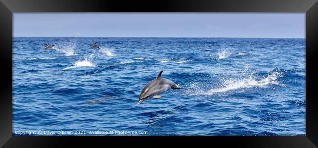 Dolphins playing and leaping in the surf Framed Print by David O'Brien