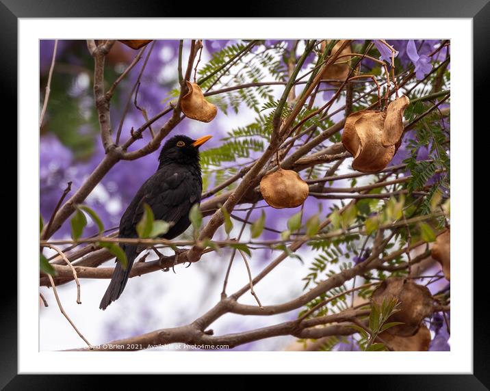 Blackbird (male) in Jacaranda tree Framed Mounted Print by David O'Brien