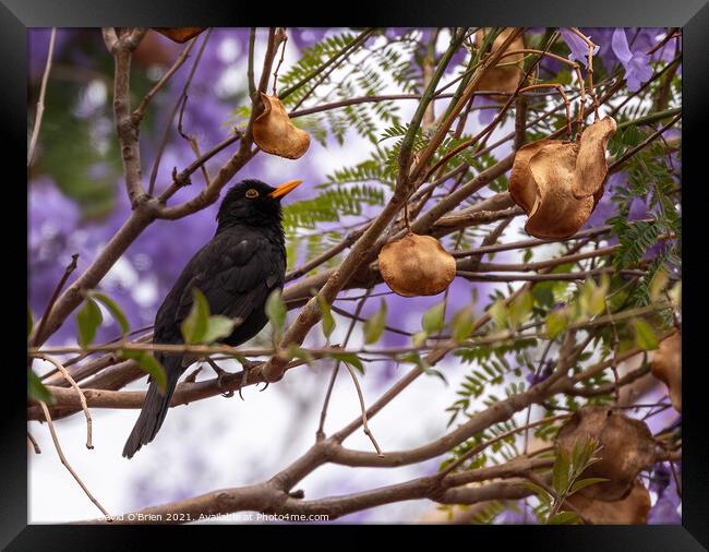 Blackbird (male) in Jacaranda tree Framed Print by David O'Brien