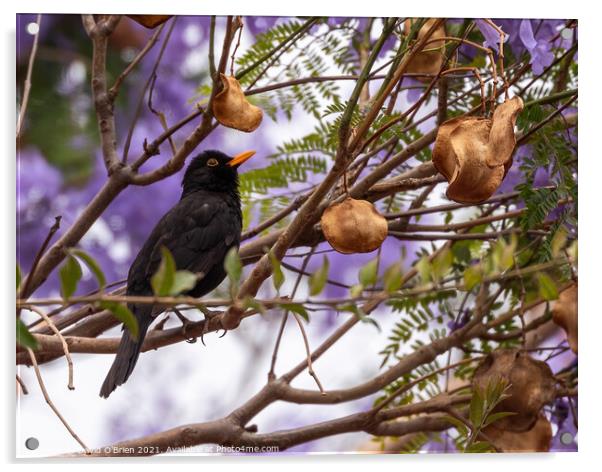 Blackbird (male) in Jacaranda tree Acrylic by David O'Brien