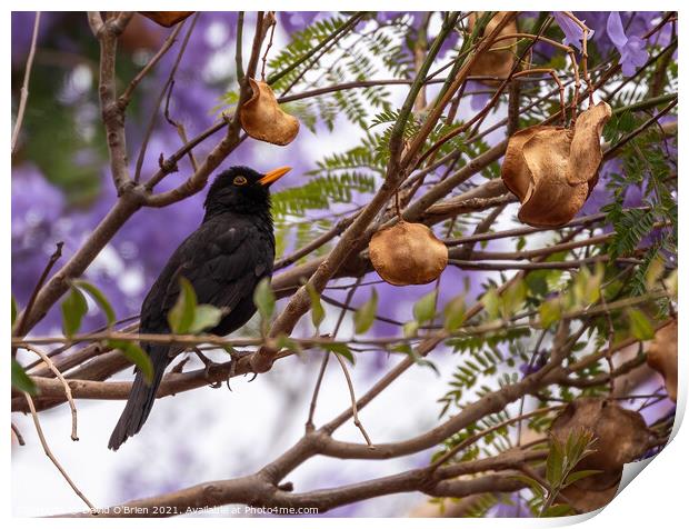 Blackbird (male) in Jacaranda tree Print by David O'Brien