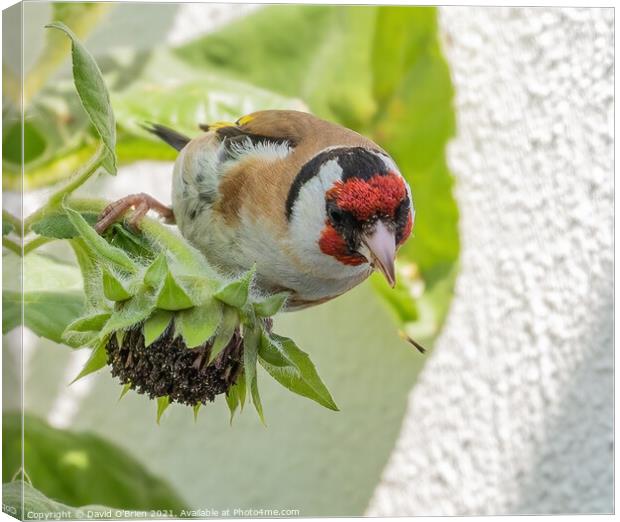 Goldfinch eating sunflower seeds Canvas Print by David O'Brien