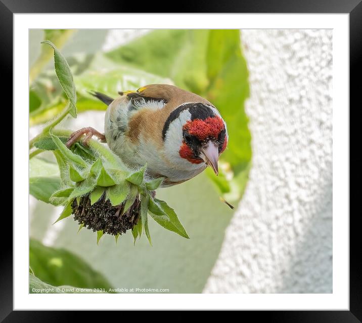 Goldfinch eating sunflower seeds Framed Mounted Print by David O'Brien