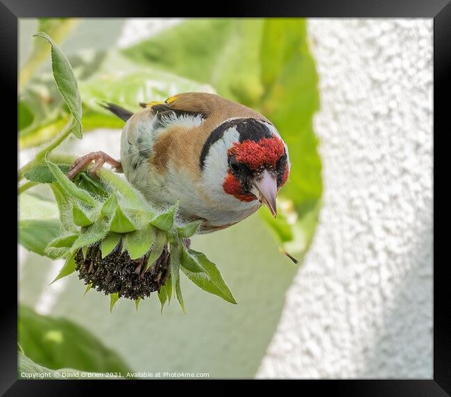 Goldfinch eating sunflower seeds Framed Print by David O'Brien