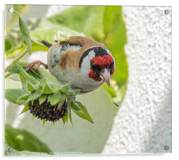 Goldfinch eating sunflower seeds Acrylic by David O'Brien