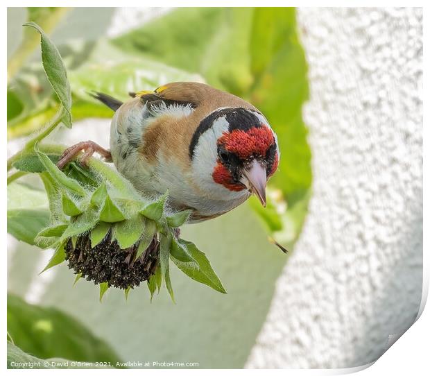 Goldfinch eating sunflower seeds Print by David O'Brien