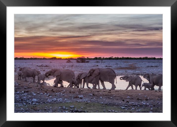 Elephant Herd at Okaukuejo Waterhole at Sunset Framed Mounted Print by Belinda Greb
