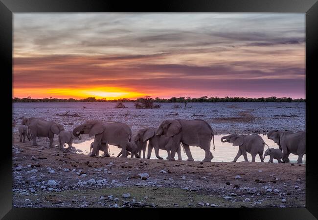 Elephant Herd at Okaukuejo Waterhole at Sunset Framed Print by Belinda Greb