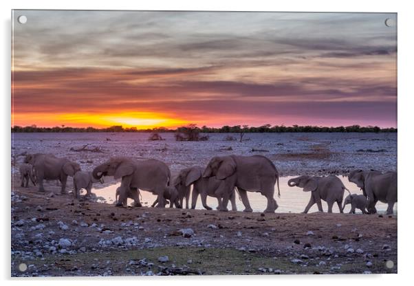 Elephant Herd at Okaukuejo Waterhole at Sunset Acrylic by Belinda Greb