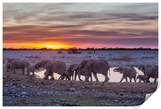 Elephant Herd at Okaukuejo Waterhole at Sunset Print by Belinda Greb