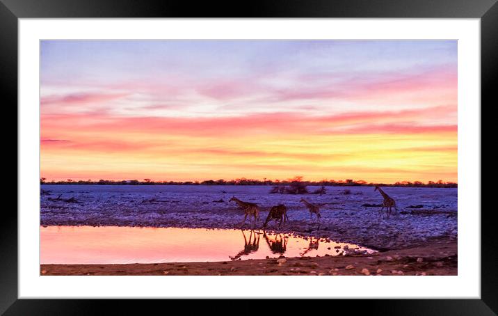 Giraffes Finally Stepping up to Take a Drink Framed Mounted Print by Belinda Greb