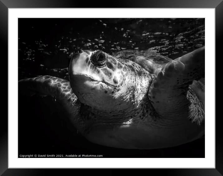 Giant Turtle Framed Mounted Print by David Smith