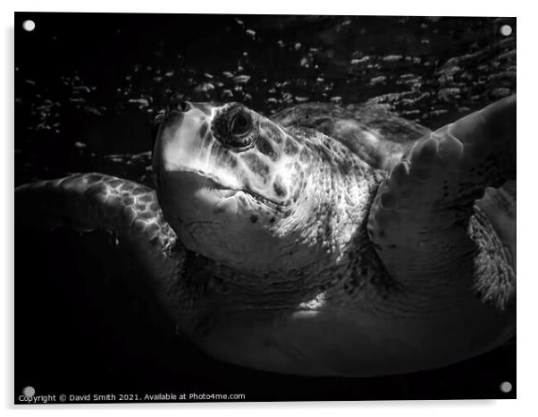 Giant Turtle Acrylic by David Smith