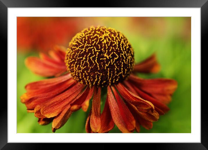 Sneeze Weed II Framed Mounted Print by Sharon Johnstone